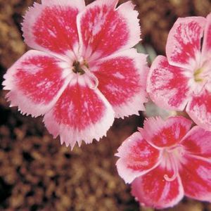PIXIE DIANTHUS