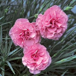 ROSY CHEEKS DIANTHUS