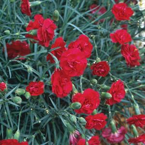 RUBY'S TUESDAY DIANTHUS