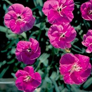 SHOOTING STAR DIANTHUS