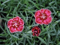 STRAWBERRY SORBET DIANTHUS