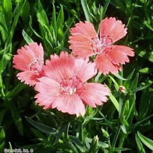 ZING SALMON DIANTHUS