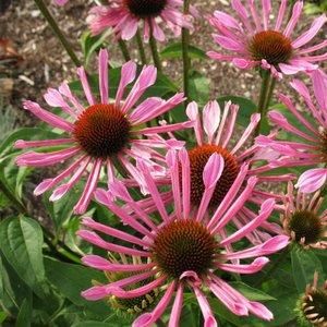 ALL THAT JAZZ CONEFLOWER