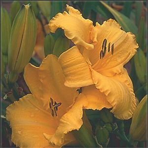 BIG BIRD DAYLILY