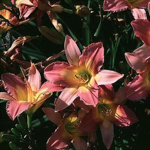 CHICAGO ORCHID DAYLILY