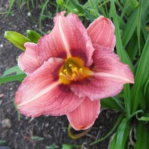 DARIUS DAYLILY