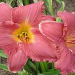 HAWAIIAN PARTY DRESS DAYLILY