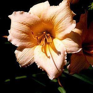 MINI PEARL DAYLILY