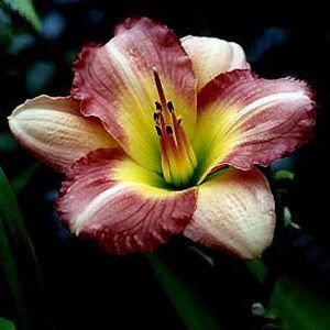 PREPPY PINK DAYLILY