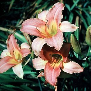 SIROCCO DAYLILY