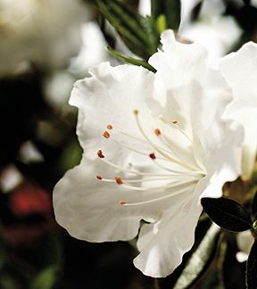 AUTUMN ANGEL® ENCORE® AZALEA