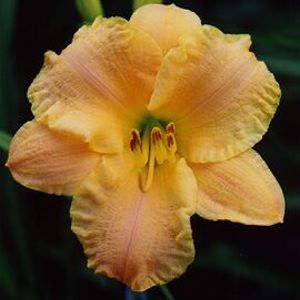 SUNNY HONEY DAYLILY