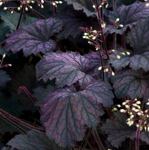 FROSTED VIOLET CORAL BELLS