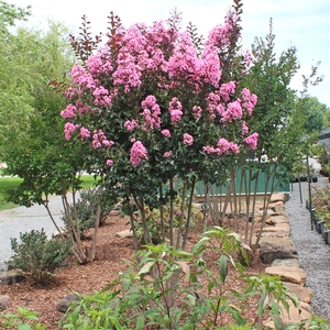 RHAPSODY IN PINK® CRAPEMYRTLE