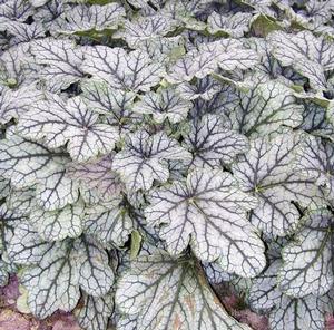 VENUS CORAL BELLS