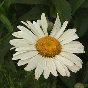 ALASKA SHASTA DAISY