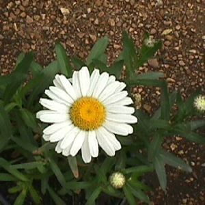 SNOW LADY SHASTA DAISY