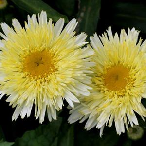 GOLD RUSH SHASTA DAISY