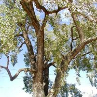 NOR'EASTER COTTONWOOD