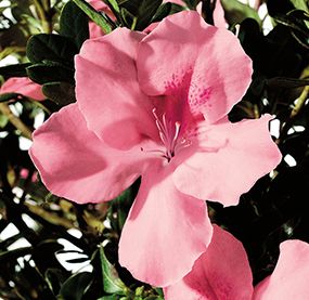 AUTUMN DEBUTANTE® ENCORE® AZALEA