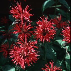 CAMBRIDGE SCARLET BEEBALM
