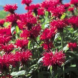 GARDENVIEW SCARLET BEEBALM