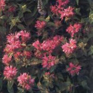 MARSHALL'S DELIGHT BEEBALM