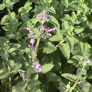 SIX HILLS GIANT CATMINT