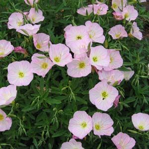 SISKIYOU EVENING PRIMROSE