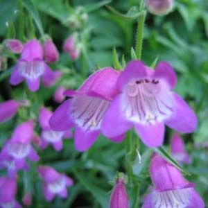 RED ROCKS® BEARDTONGUE