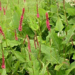 FIRETAIL FLEECE FLOWER