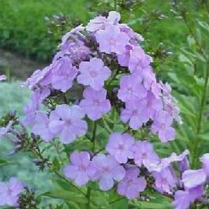BLUE BOY GARDEN PHLOX
