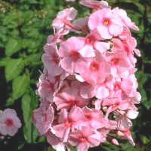 EVA CULLUM GARDEN PHLOX