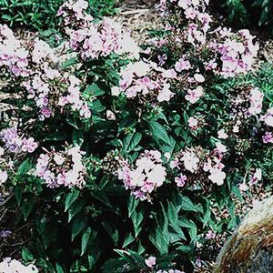 FRANZ SCHUBERT GARDEN PHLOX