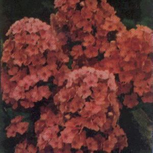 ORANGE PERFECTION GARDEN PHLOX
