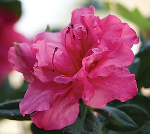 AUTUMN ROUGE® ENCORE® AZALEA
