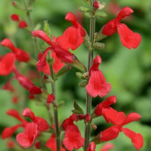 VERMILLION BLUFFS® MEXICAN SAGE
