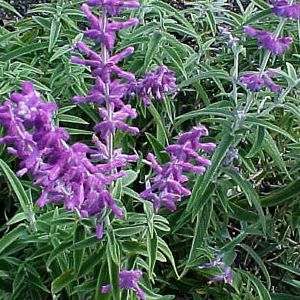SANTA BARBARA MEXICAN SAGE