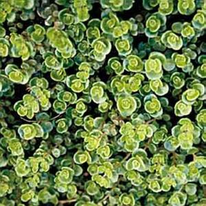 CORAL REEF SEDUM