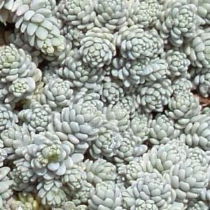 MAJOR SEDUM