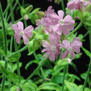 CLIFFORD MOOR CAMPION