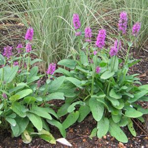HUMMELO LAMB'S EAR