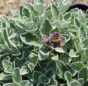 GRAY CREEPING GERMANDER