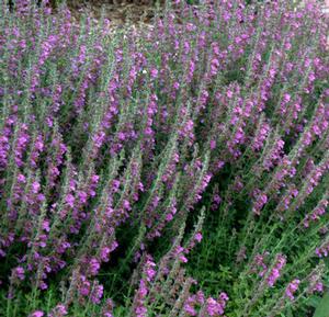 GERMANDER