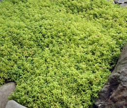 GOLD THYME