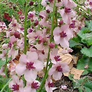 SOUTHERN CHARM MULLEIN