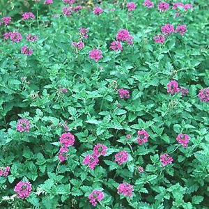 HOMESTEAD PURPLE VERBENA