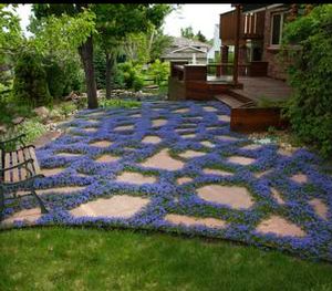 TURKISH SPEEDWELL