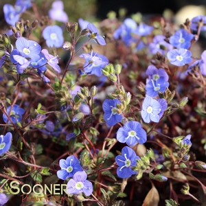 GEORGIA BLUE SPEEDWELL
