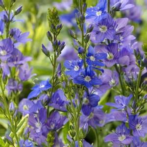 GOLDWELL SPEEDWELL